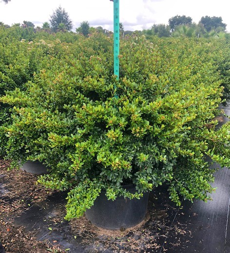 viburnum-obovatum-whorled-class-walters-viburnum
