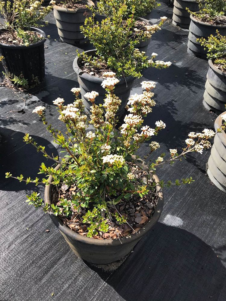 viburnum-obovatum-whorled-class-walters-viburnum