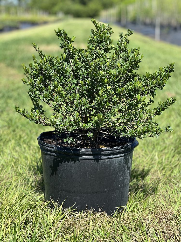 viburnum-obovatum-whorled-class-walters-viburnum