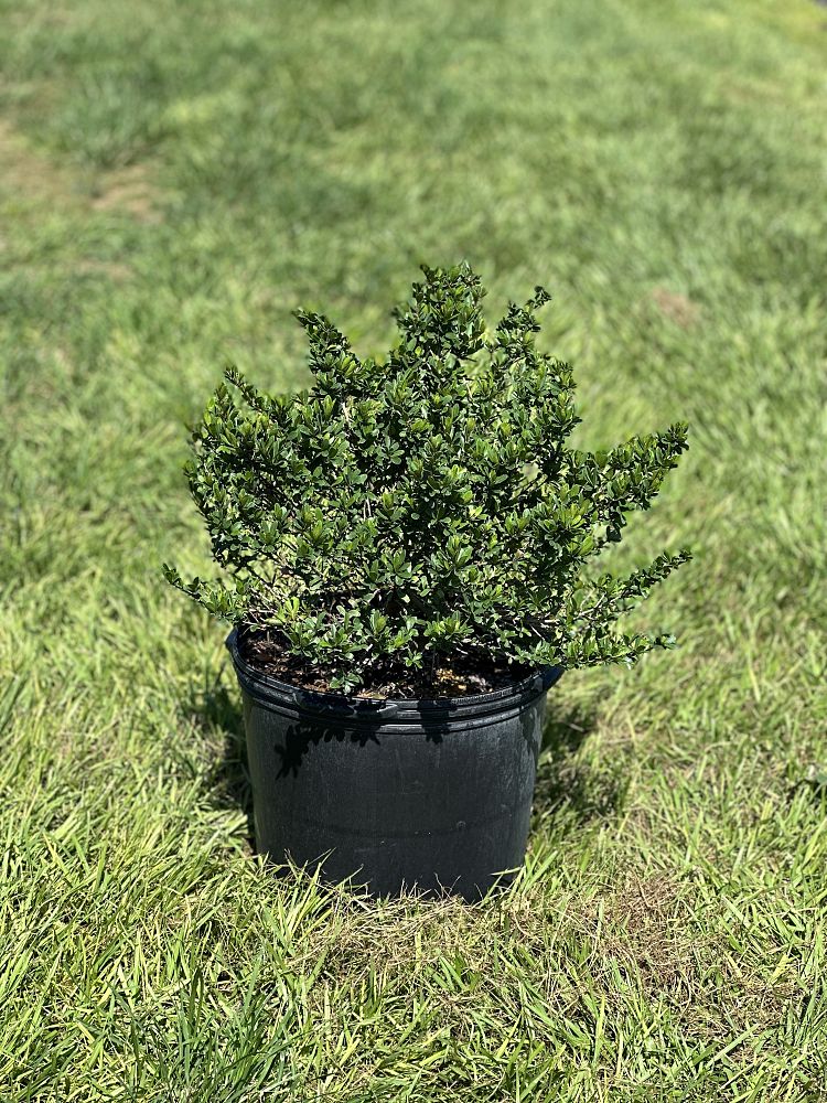 viburnum-obovatum-whorled-class-walters-viburnum
