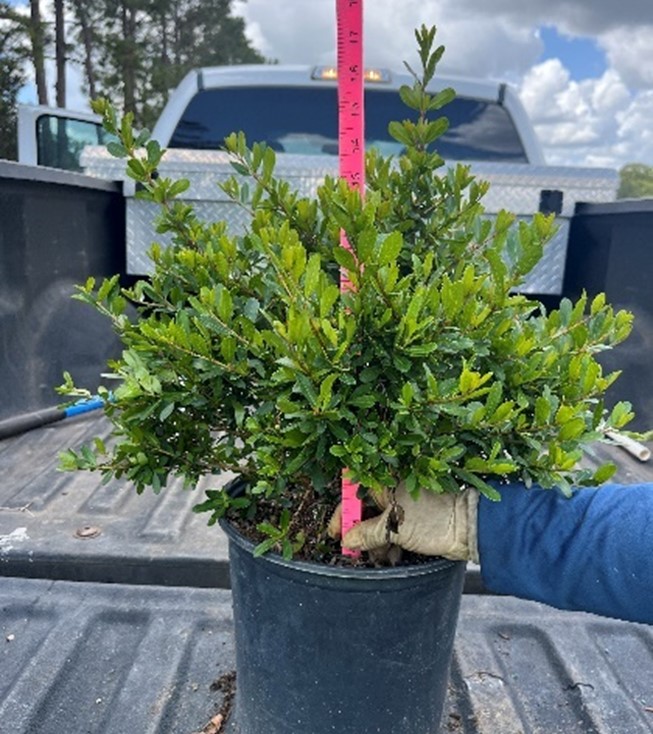 viburnum-obovatum-whorled-class-walters-viburnum