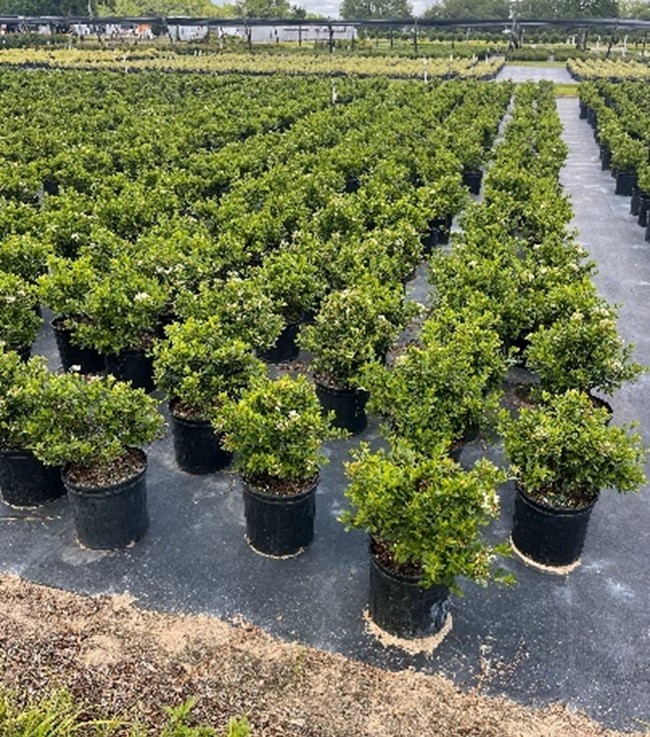 viburnum-obovatum-whorled-class-walters-viburnum
