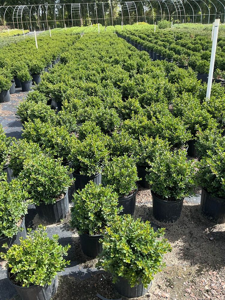 viburnum-obovatum-whorled-class-walters-viburnum