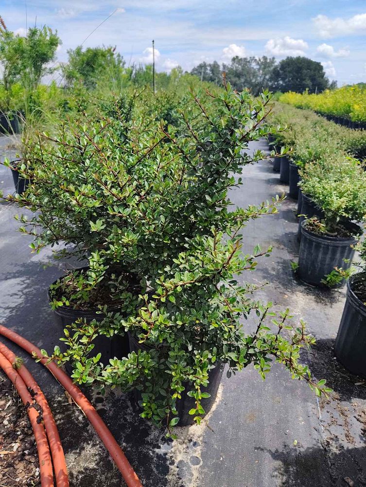 viburnum-obovatum-whorled-class-walters-viburnum