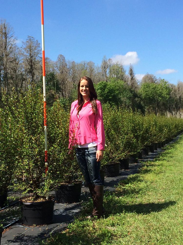 viburnum-obovatum-withlacoochee-walters-viburnum