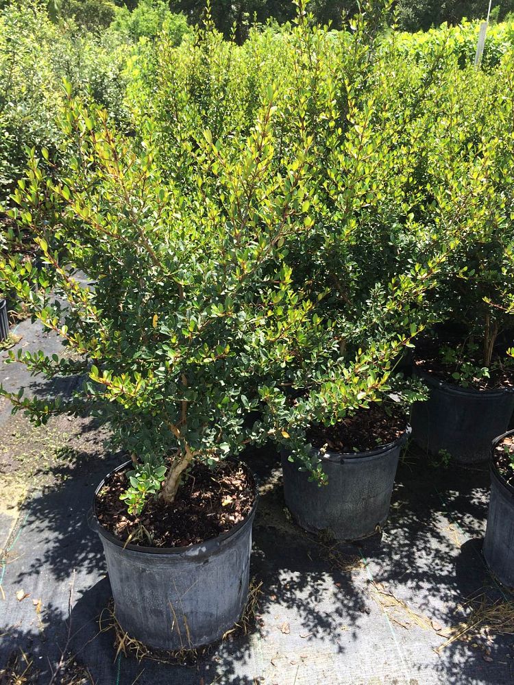 viburnum-obovatum-withlacoochee-walters-viburnum