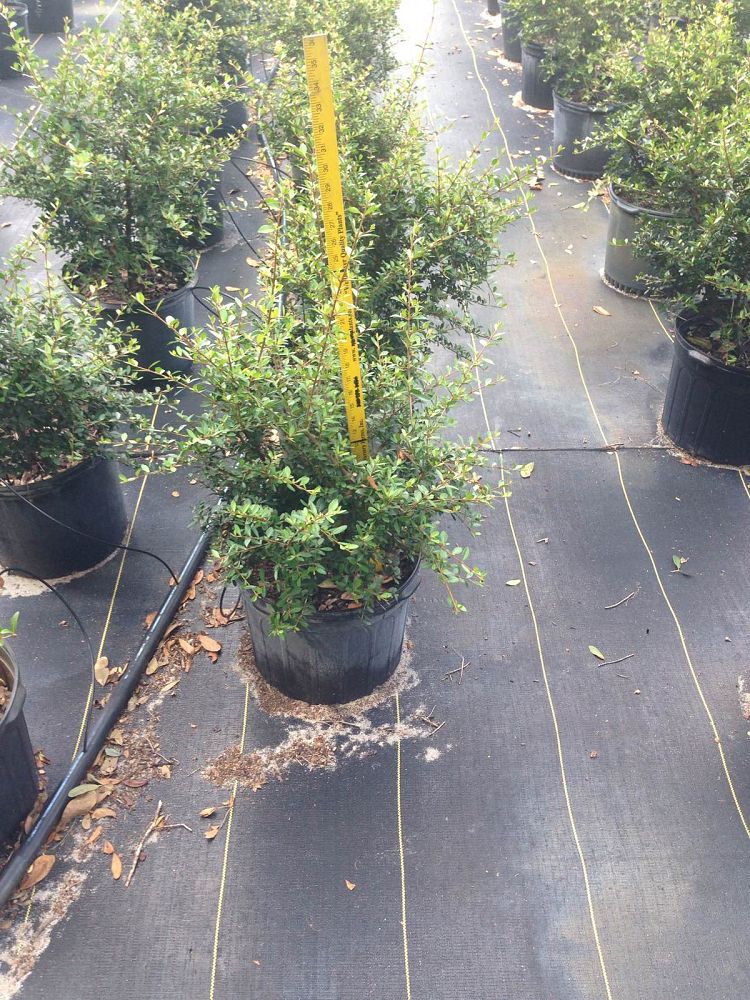 viburnum-obovatum-withlacoochee-walters-viburnum