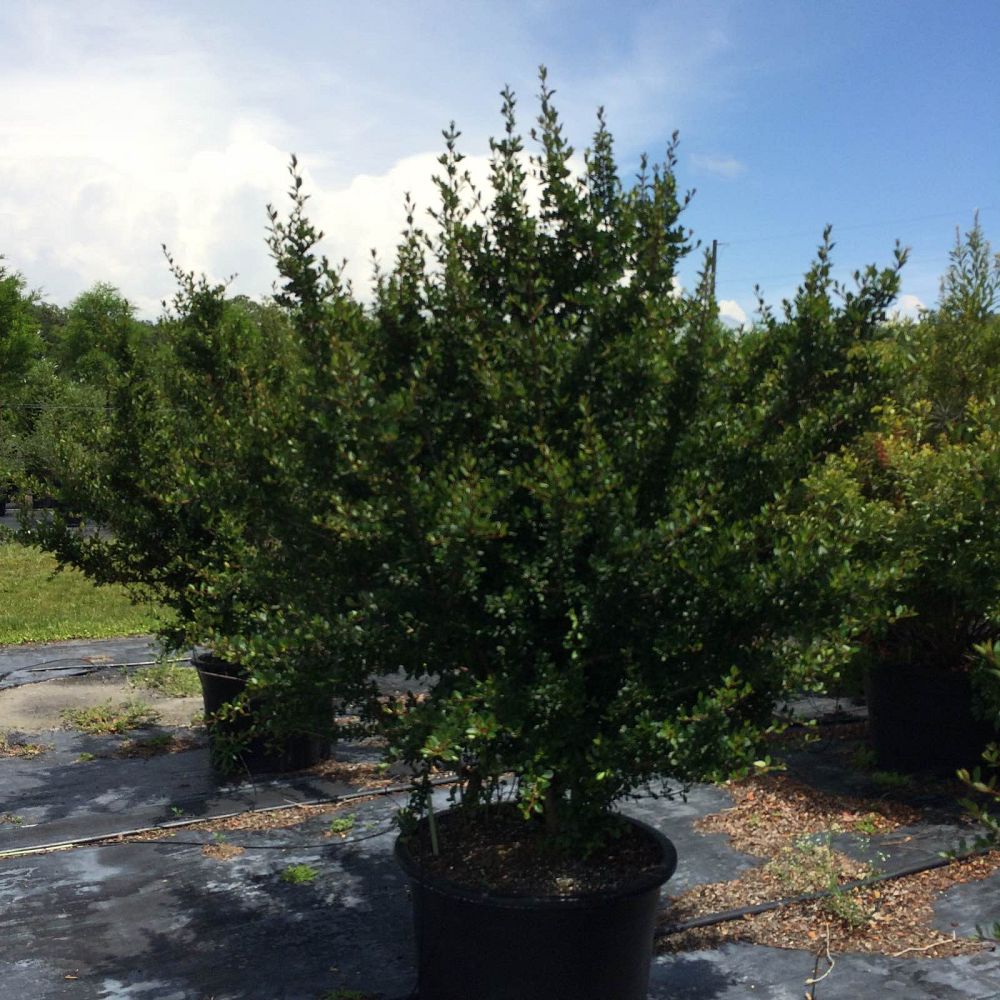 viburnum-obovatum-withlacoochee-walters-viburnum