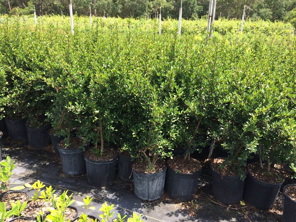 viburnum-obovatum-withlacoochee-walters-viburnum