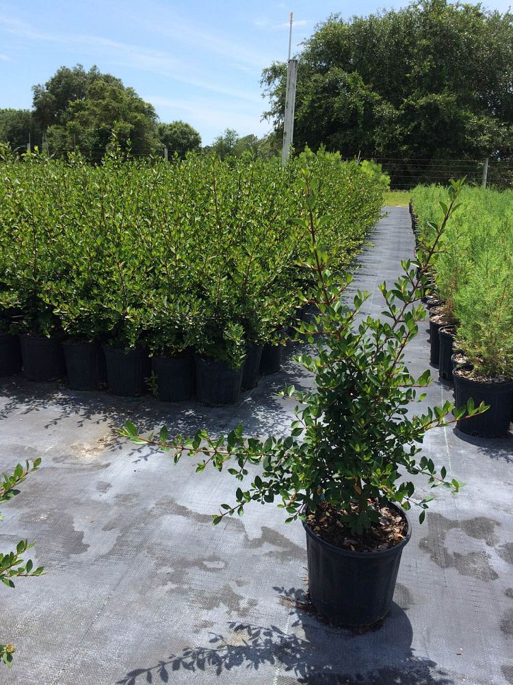 viburnum-obovatum-withlacoochee-walters-viburnum