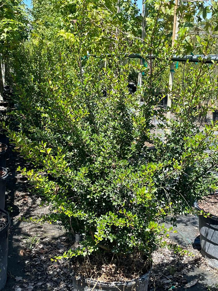 viburnum-obovatum-withlacoochee-walters-viburnum