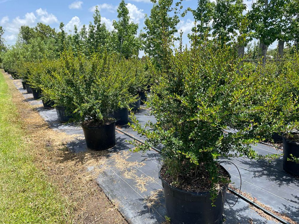 viburnum-obovatum-withlacoochee-walters-viburnum