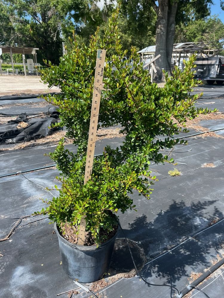 viburnum-obovatum-withlacoochee-walters-viburnum