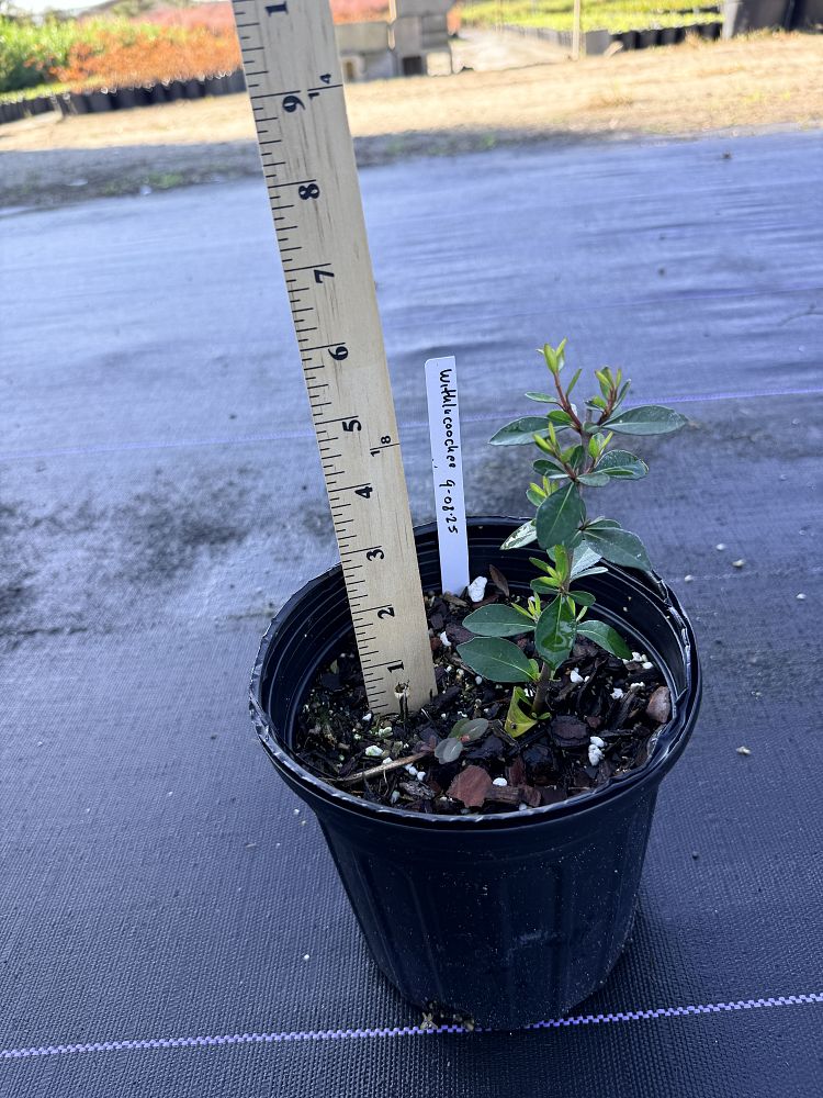 viburnum-obovatum-withlacoochee-walters-viburnum