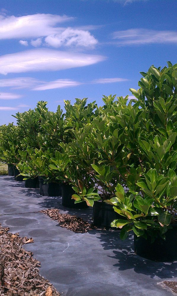 viburnum-odoratissimum-awabuki-awabuki-sweet-viburnum