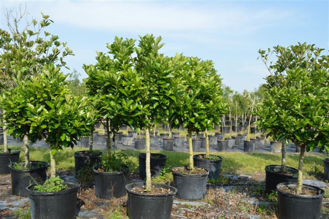 viburnum-odoratissimum-awabuki-awabuki-sweet-viburnum