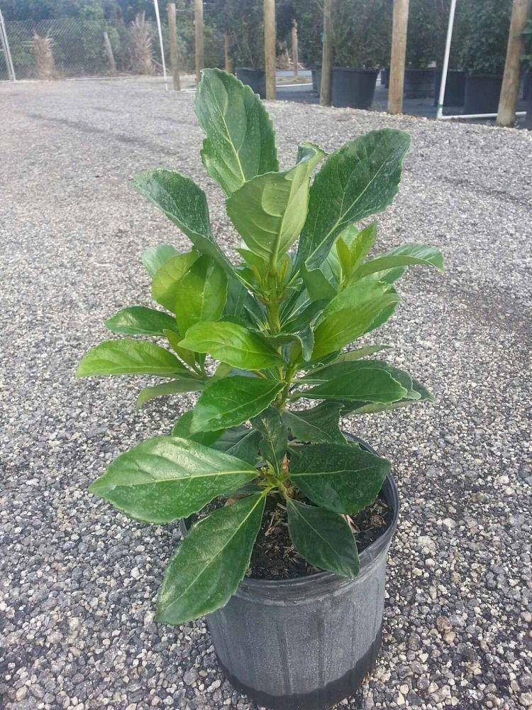 viburnum-odoratissimum-awabuki-awabuki-sweet-viburnum