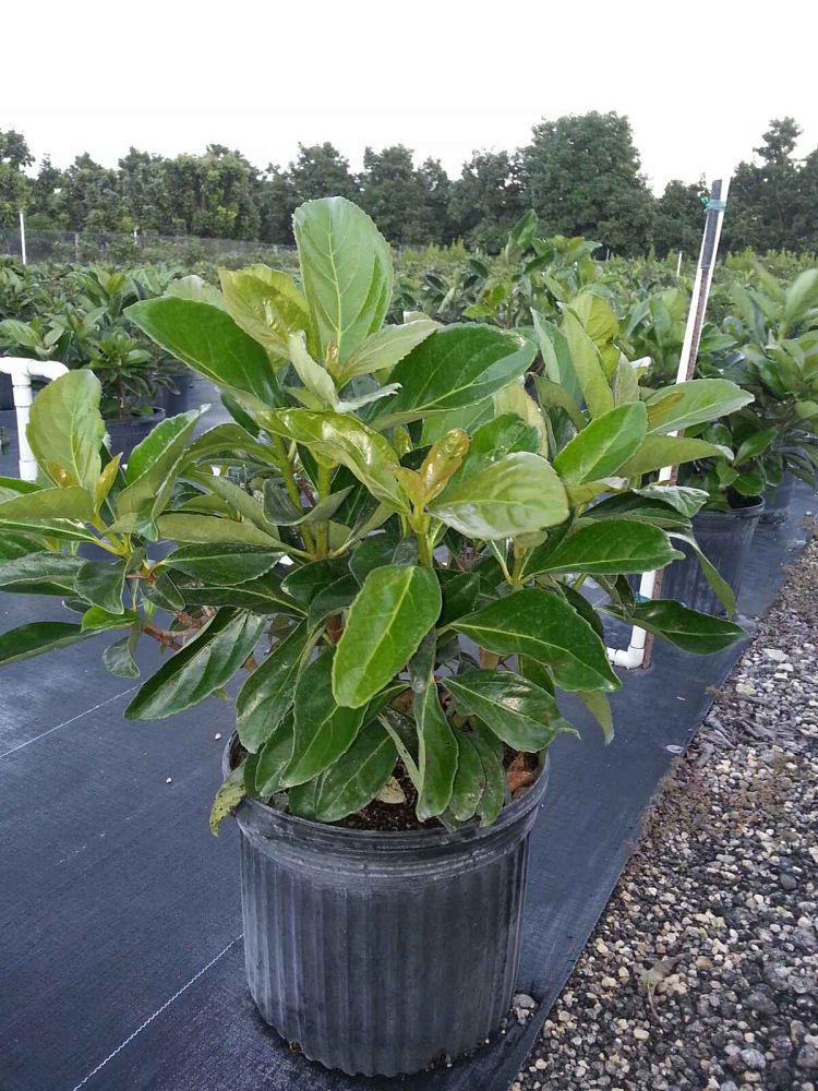 viburnum-odoratissimum-awabuki-awabuki-sweet-viburnum