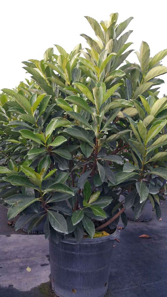 viburnum-odoratissimum-awabuki-awabuki-sweet-viburnum