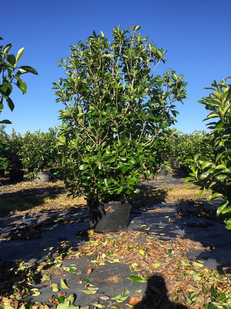 viburnum-odoratissimum-awabuki-awabuki-sweet-viburnum