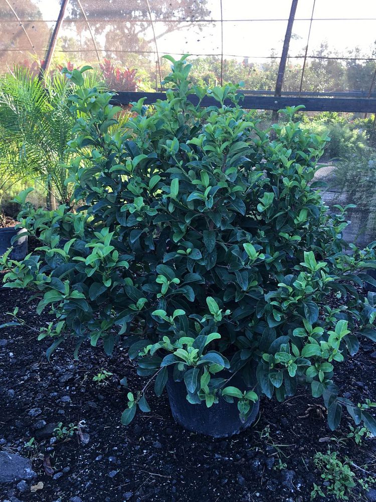 viburnum-odoratissimum-awabuki-awabuki-sweet-viburnum