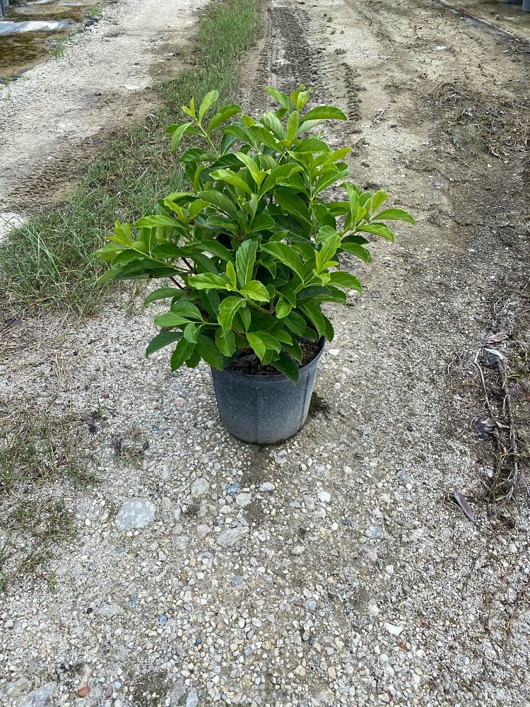 viburnum-odoratissimum-awabuki-awabuki-sweet-viburnum