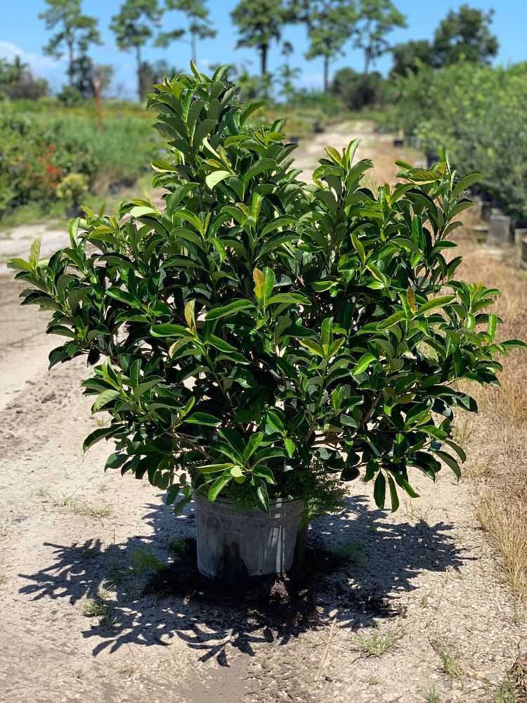 viburnum-odoratissimum-awabuki-awabuki-sweet-viburnum