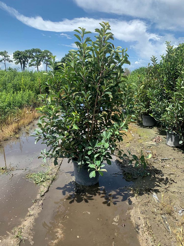 viburnum-odoratissimum-awabuki-awabuki-sweet-viburnum