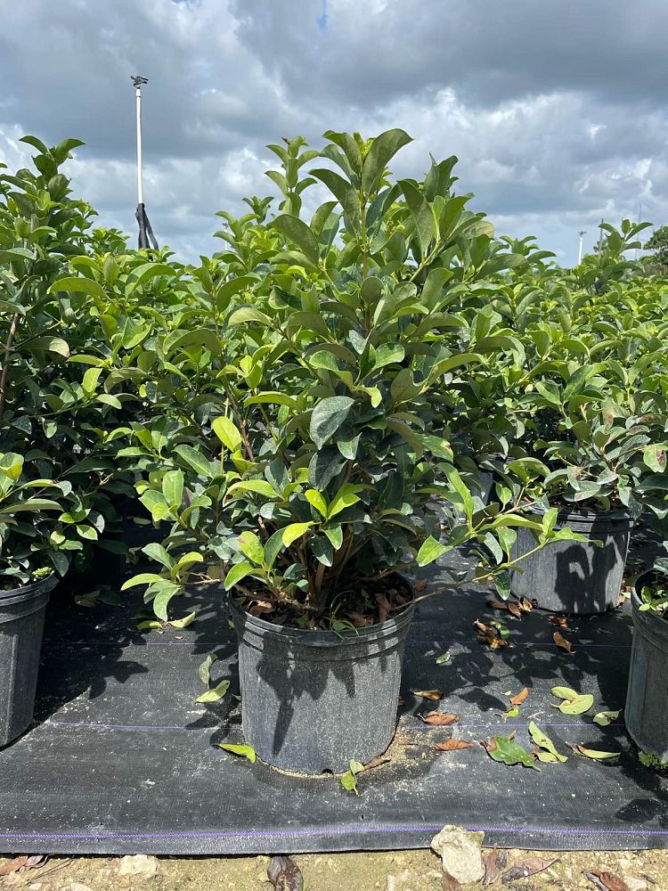 viburnum-odoratissimum-awabuki-awabuki-sweet-viburnum