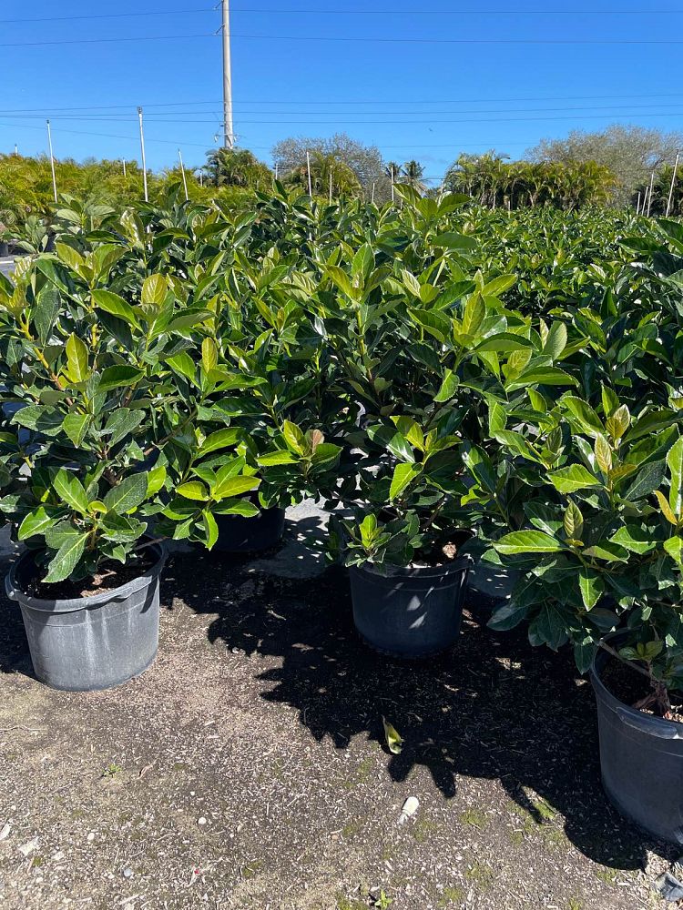 viburnum-odoratissimum-awabuki-awabuki-sweet-viburnum