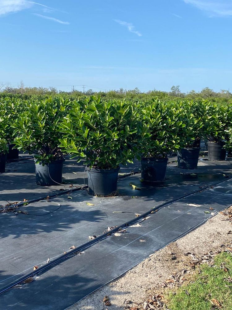 viburnum-odoratissimum-awabuki-awabuki-sweet-viburnum