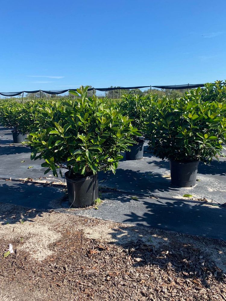 viburnum-odoratissimum-awabuki-awabuki-sweet-viburnum