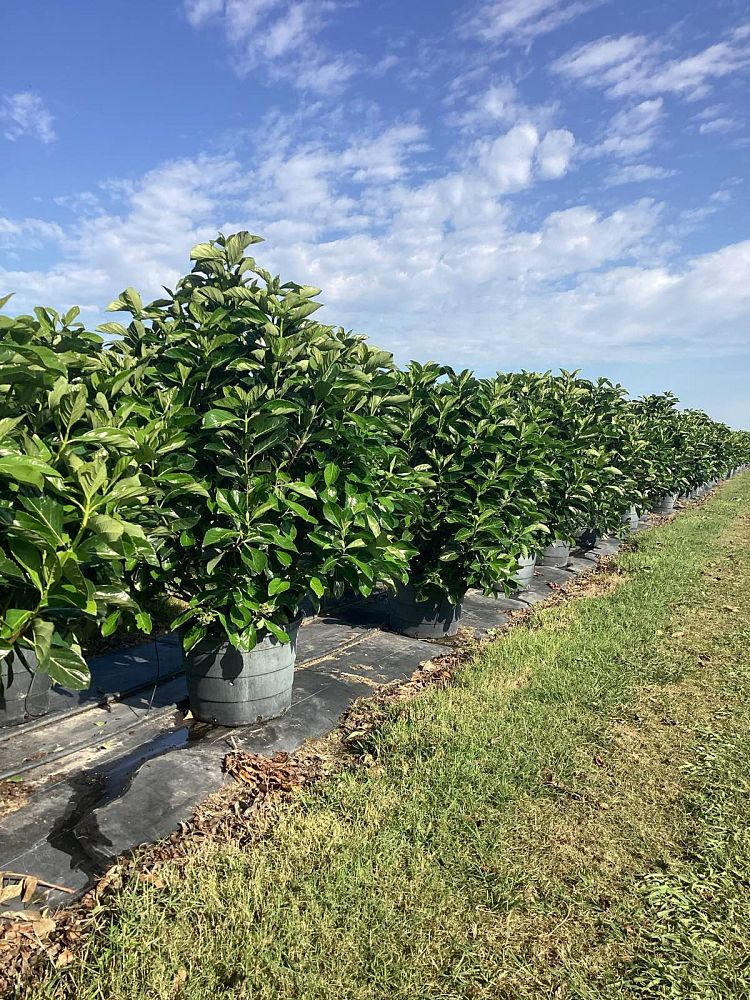 viburnum-odoratissimum-awabuki-awabuki-sweet-viburnum