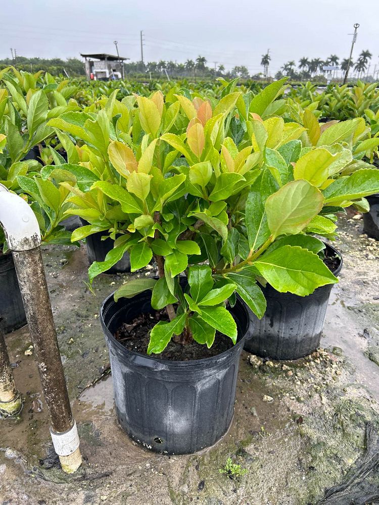 viburnum-odoratissimum-awabuki-awabuki-sweet-viburnum