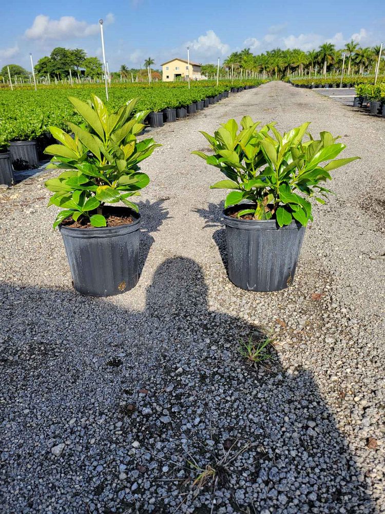 viburnum-odoratissimum-awabuki-awabuki-sweet-viburnum