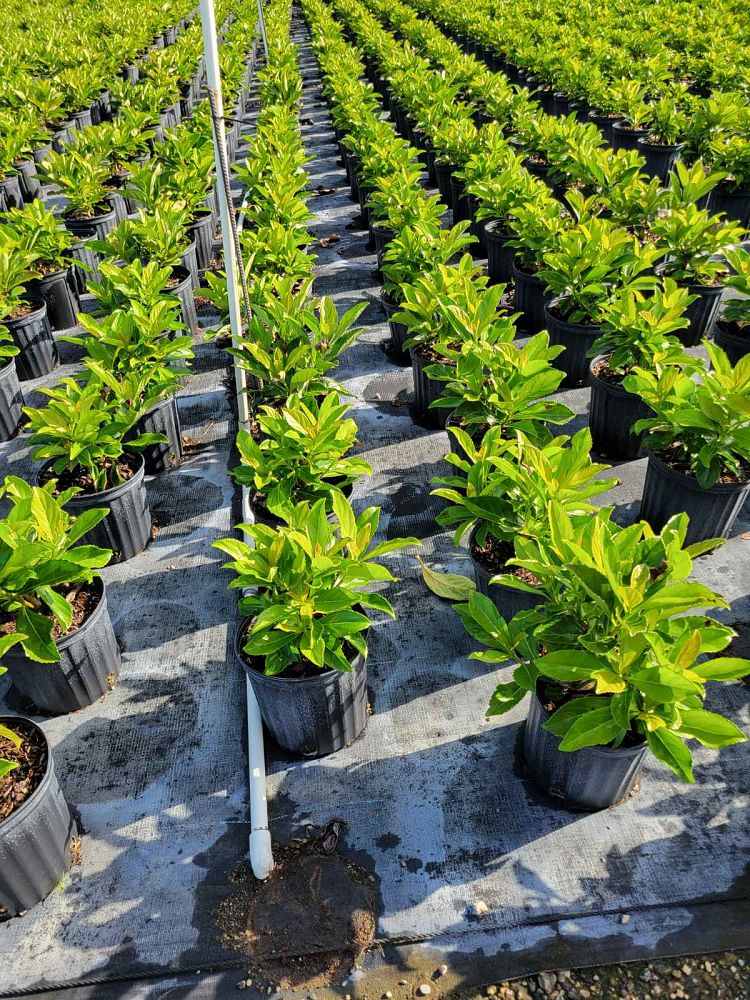 viburnum-odoratissimum-awabuki-awabuki-sweet-viburnum