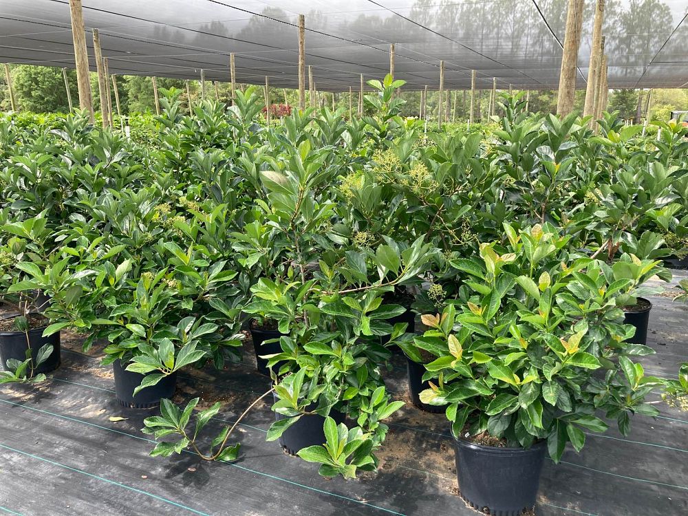 viburnum-odoratissimum-awabuki-awabuki-sweet-viburnum