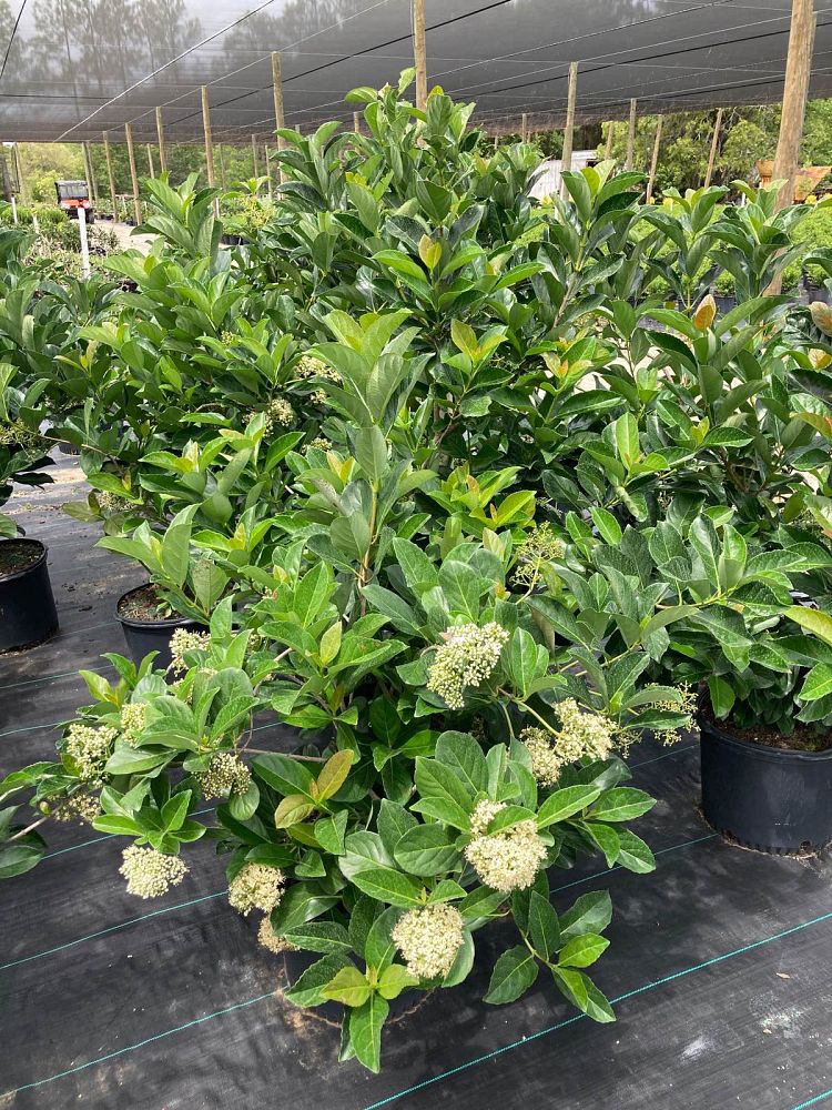 viburnum-odoratissimum-awabuki-awabuki-sweet-viburnum