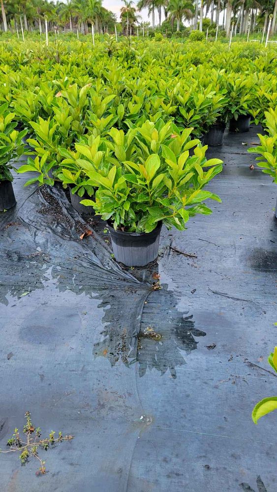 viburnum-odoratissimum-awabuki-awabuki-sweet-viburnum