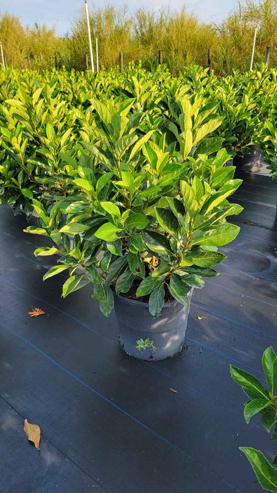 viburnum-odoratissimum-awabuki-awabuki-sweet-viburnum