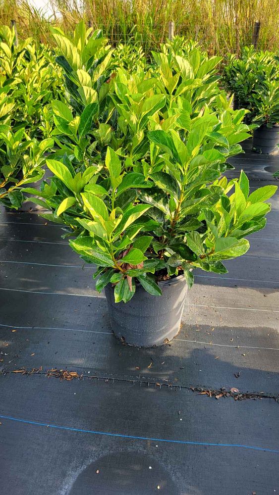 viburnum-odoratissimum-awabuki-awabuki-sweet-viburnum