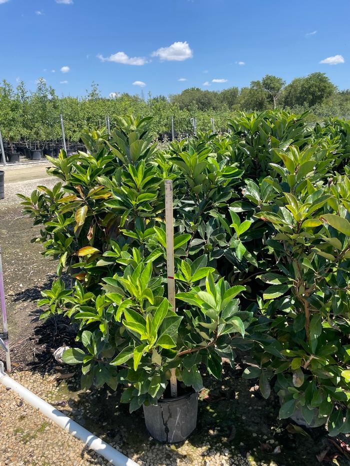 viburnum-odoratissimum-awabuki-awabuki-sweet-viburnum
