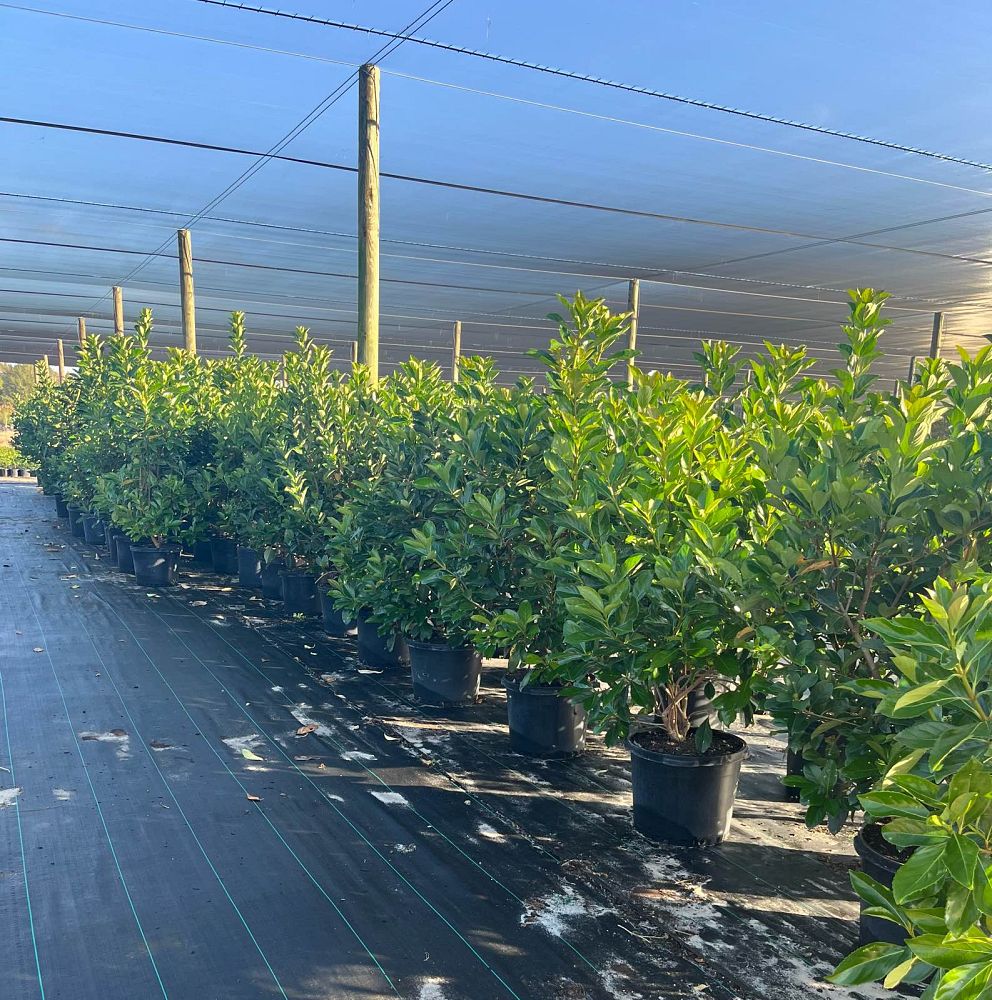 viburnum-odoratissimum-awabuki-awabuki-sweet-viburnum