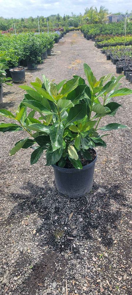 viburnum-odoratissimum-awabuki-awabuki-sweet-viburnum