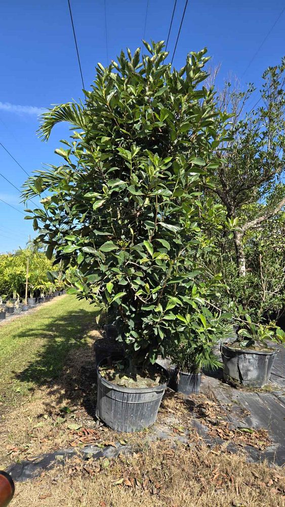 viburnum-odoratissimum-awabuki-awabuki-sweet-viburnum