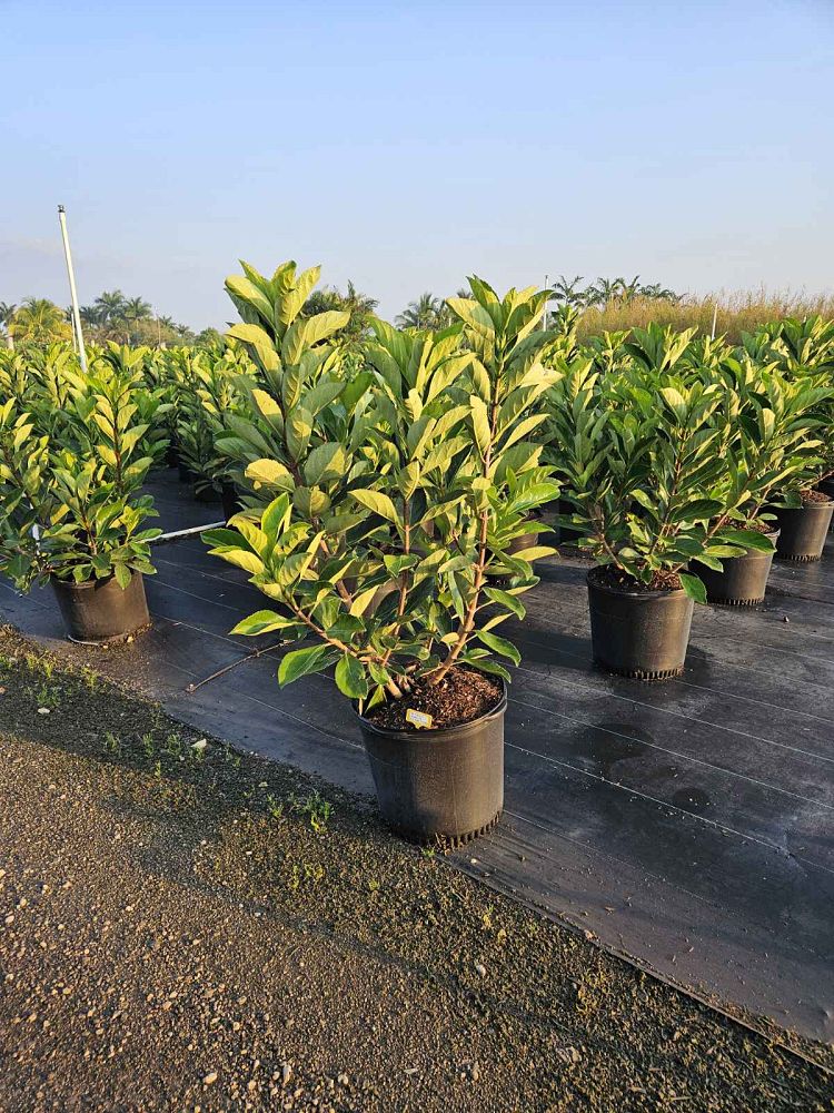 viburnum-odoratissimum-awabuki-awabuki-sweet-viburnum