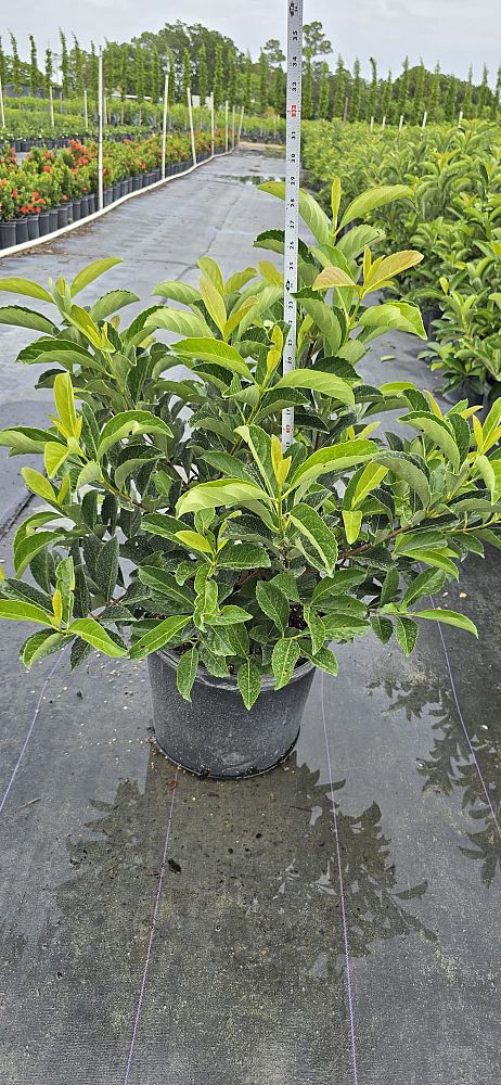 viburnum-odoratissimum-awabuki-awabuki-sweet-viburnum