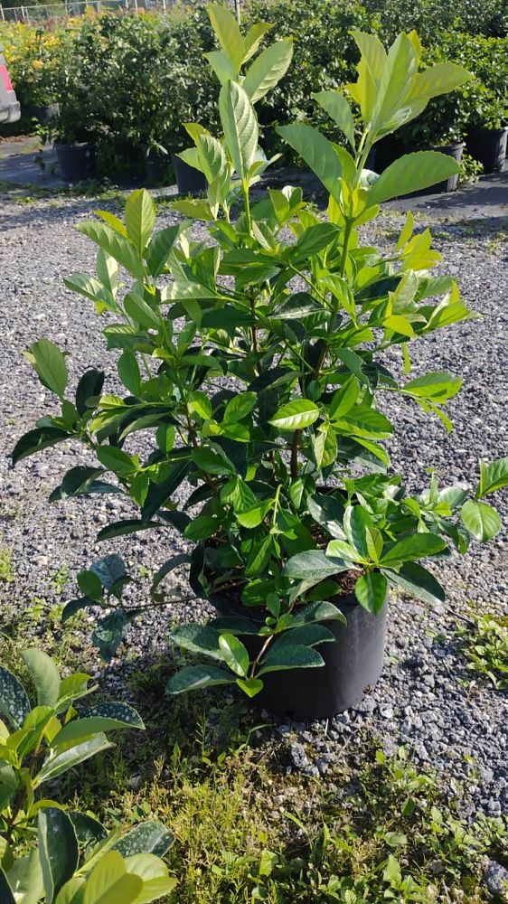 viburnum-odoratissimum-awabuki-awabuki-sweet-viburnum