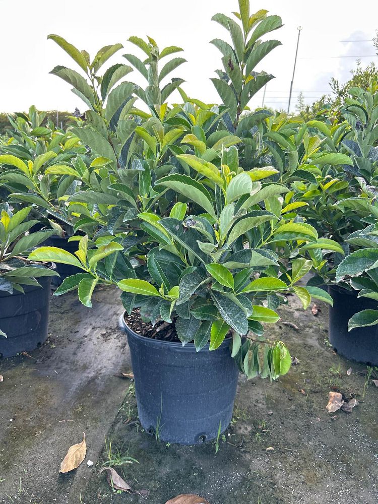 viburnum-odoratissimum-awabuki-awabuki-sweet-viburnum