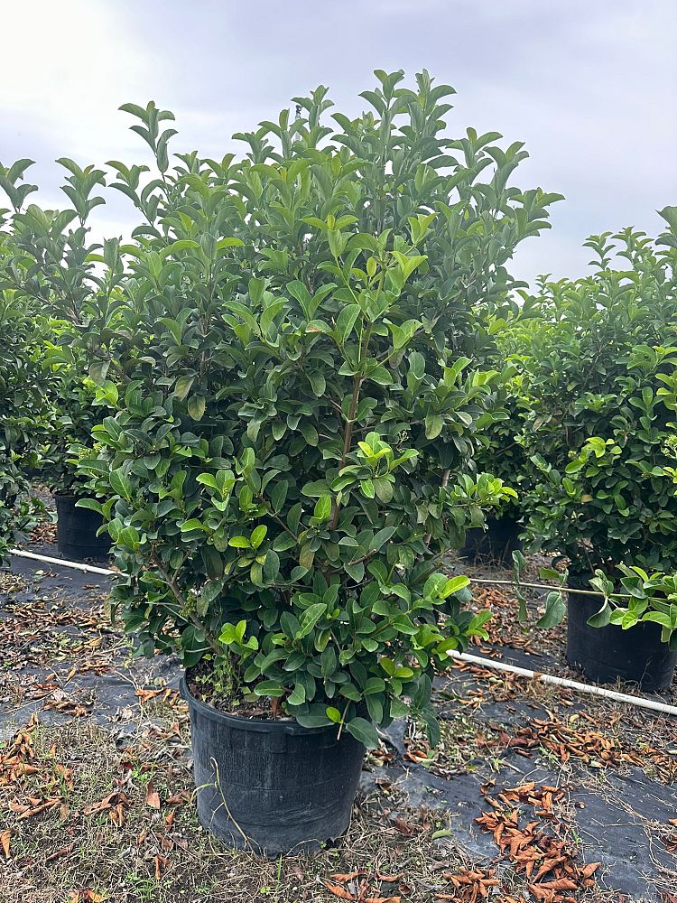 viburnum-odoratissimum-awabuki-awabuki-sweet-viburnum